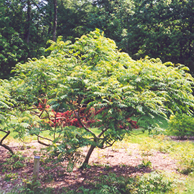 Plant Photo 8