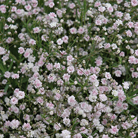 Pink Fairy Baby's Breath (Gypsophila paniculata 'Pink Fairy') in