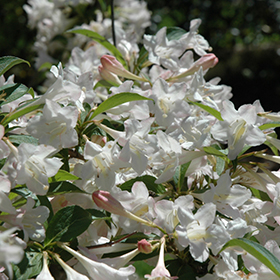 Plant Photo 8