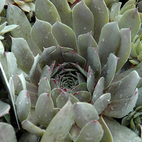 Plant Photo 3