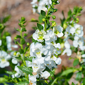 Angelina White Angelonia Angelonia angustifolia Angelina White