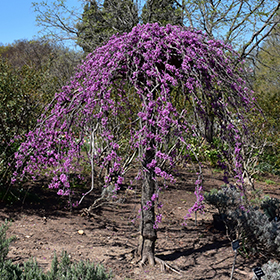 Lavender Twist Redbud (Cercis canadensis 'Covey') in Chatham Kent 
