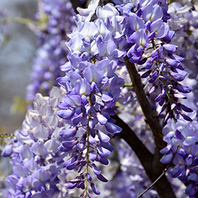 Tree Wisteria  Gurney's Seed & Nursery Co.