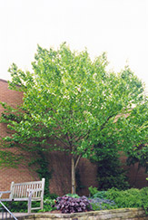 Yellow Birch (Betula allegheniensis) at Glasshouse Nursery