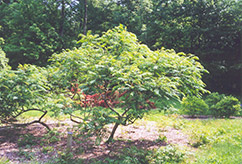 Cutleaf Smooth Sumac (Rhus glabra 'Laciniata') at Glasshouse Nursery