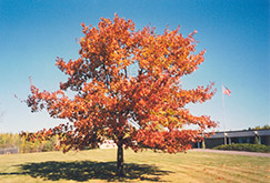 Red Oak (Quercus rubra) at Glasshouse Nursery