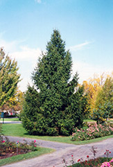 Norway Spruce (Picea abies) at Glasshouse Nursery
