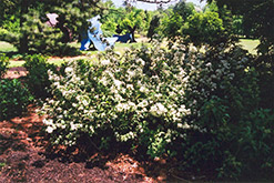 Lemoine Deutzia (Deutzia x lemoinei) at Glasshouse Nursery