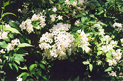 Lemoine Deutzia (Deutzia x lemoinei) at Glasshouse Nursery