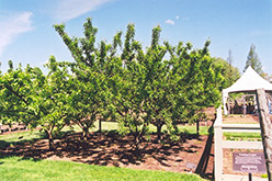 Mount Royal Plum (Prunus 'Mount Royal') at Glasshouse Nursery
