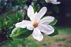 Kobus Magnolia (Magnolia kobus) at Glasshouse Nursery