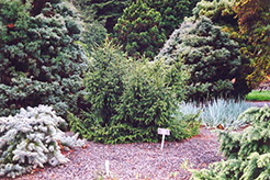 Creeping Oriental Spruce (Picea orientalis 'Repens') at Glasshouse Nursery