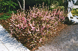 Double Pink Flowering Almond (Prunus glandulosa 'Rosea Plena') at Glasshouse Nursery