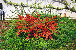 Common Flowering Quince (Chaenomeles speciosa) at Glasshouse Nursery