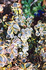 Canadale Gold Wintercreeper (Euonymus fortunei 'Canadale Gold') at Glasshouse Nursery