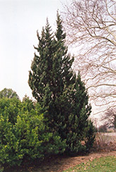 Robusta Juniper (Juniperus chinensis 'Robusta') at Glasshouse Nursery