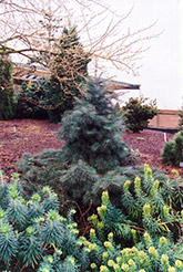 Weeping White Fir (Abies concolor 'Pendula') at Glasshouse Nursery