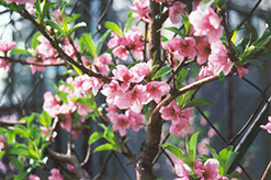 Fantasia Nectarine (Prunus persica var. nucipersica 'Fantasia') at Glasshouse Nursery