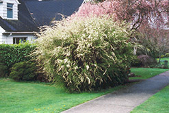 Garland Spirea (Spiraea x arguta) at Glasshouse Nursery