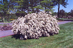 Vanhoutte Spirea (Spiraea x vanhouttei) at Glasshouse Nursery
