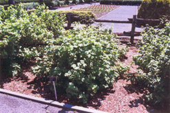 Red Lake Red Currant (Ribes rubrum 'Red Lake') at Glasshouse Nursery