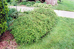 Cutleaf Stephanandra (Stephanandra incisa) at Glasshouse Nursery