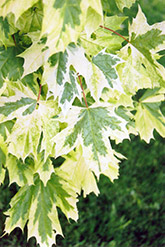 Harlequin Norway Maple (Acer platanoides 'Drummondii') at Glasshouse Nursery