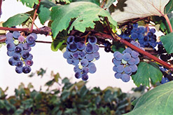 Concord Grape (Vitis 'Concord') at Glasshouse Nursery