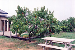 Hardired Nectarine (Prunus persica var. nucipersica 'Hardired') at Glasshouse Nursery