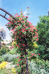 Goldflame Honeysuckle (Lonicera x heckrottii) at Glasshouse Nursery