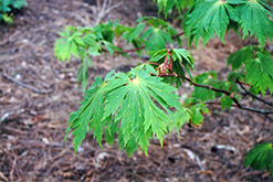Fullmoon Maple (Acer japonicum) at Glasshouse Nursery
