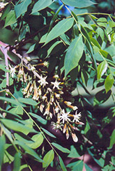 Kentucky Coffeetree (Gymnocladus dioicus) at Glasshouse Nursery