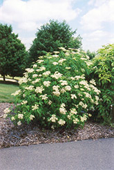 American Elder (Sambucus canadensis) at Glasshouse Nursery