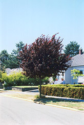 Newport Plum (Prunus cerasifera 'Newport') at Glasshouse Nursery