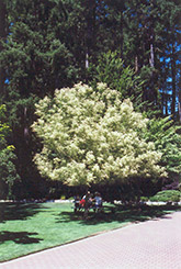 Flamingo Boxelder (Acer negundo 'Flamingo') at Glasshouse Nursery