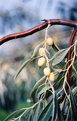 Russian Olive (Elaeagnus angustifolia) at Glasshouse Nursery