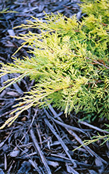 Gold Lace Juniper (Juniperus x media 'Gold Lace') at Glasshouse Nursery