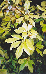 Summersweet (Clethra alnifolia) at Glasshouse Nursery