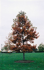 Swamp White Oak (Quercus bicolor) at Glasshouse Nursery
