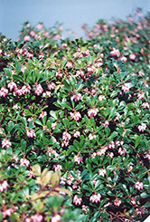Vancouver Jade Bearberry (Arctostaphylos uva-ursi 'Vancouver Jade') at Glasshouse Nursery