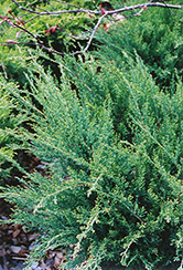 Sea Green Juniper (Juniperus chinensis 'Sea Green') at Glasshouse Nursery