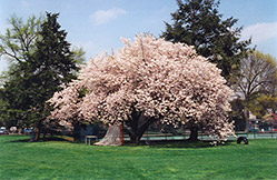 Hizakura Flowering Cherry (Prunus 'Hizakura') at Glasshouse Nursery