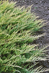 Broadmoor Juniper (Juniperus sabina 'Broadmoor') at Glasshouse Nursery