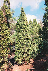 Pyramidal Arborvitae (Thuja occidentalis 'Fastigiata') at Glasshouse Nursery