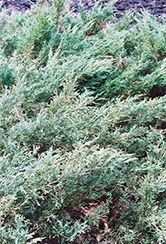 Blue Sargent Juniper (Juniperus chinensis 'var. sargentii Glauca') at Glasshouse Nursery