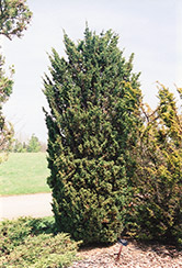 Blaauw Juniper (Juniperus chinensis 'Blaauw') at Glasshouse Nursery