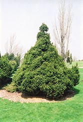 Ohlendorf Spruce (Picea abies 'Ohlendorfii') at Glasshouse Nursery
