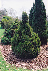 Brabant Arborvitae (Thuja occidentalis 'Brabant') at Glasshouse Nursery