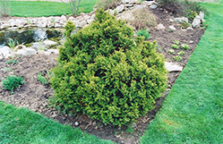 Sherwood Frost Arborvitae (Thuja occidentalis 'Sherwood Frost') at Glasshouse Nursery