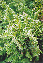 Sherwood Frost Arborvitae (Thuja occidentalis 'Sherwood Frost') at Glasshouse Nursery